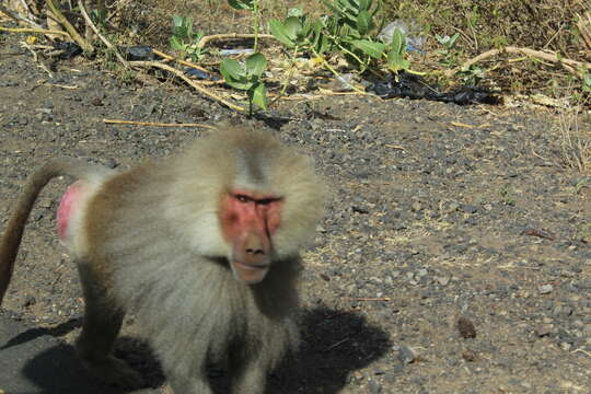 Image of hamadryas baboon