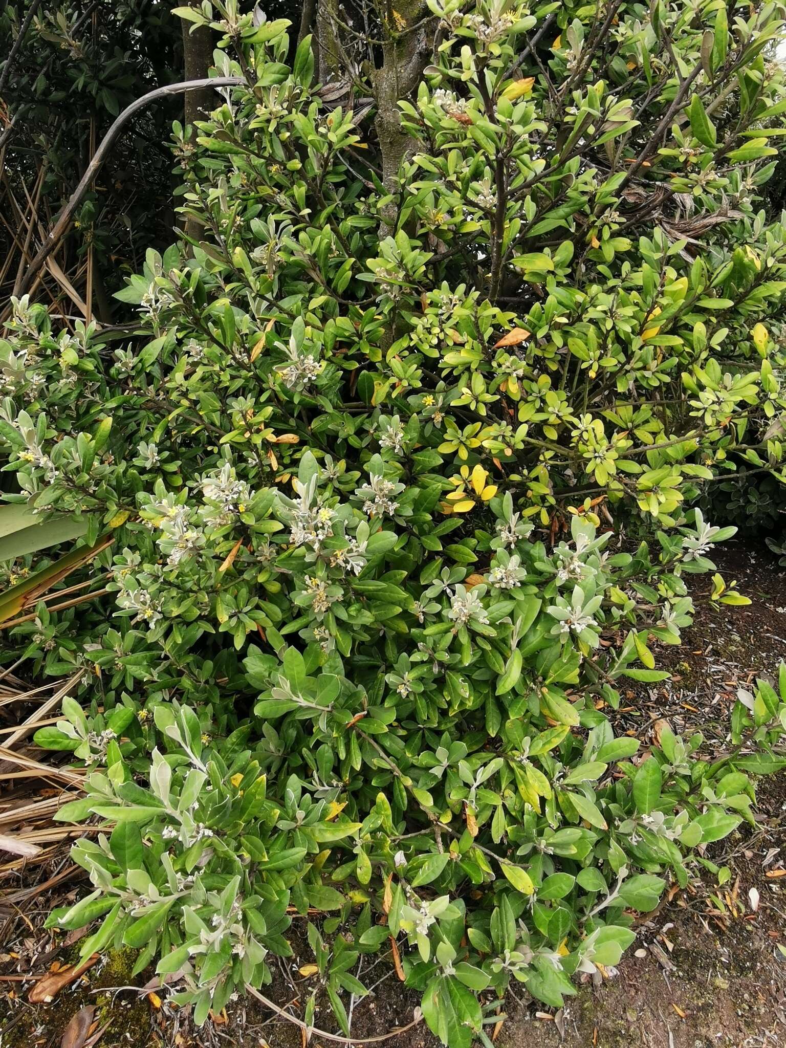 Image of <i>Corokia</i> × <i>virgata</i> Turrill