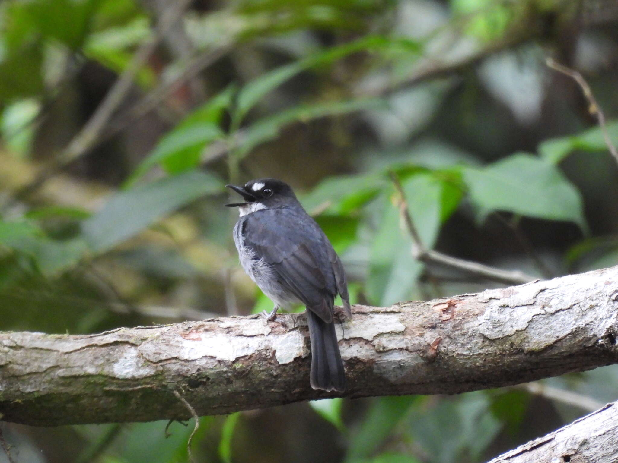 Imagem de Fraseria cinerascens Hartlaub 1857