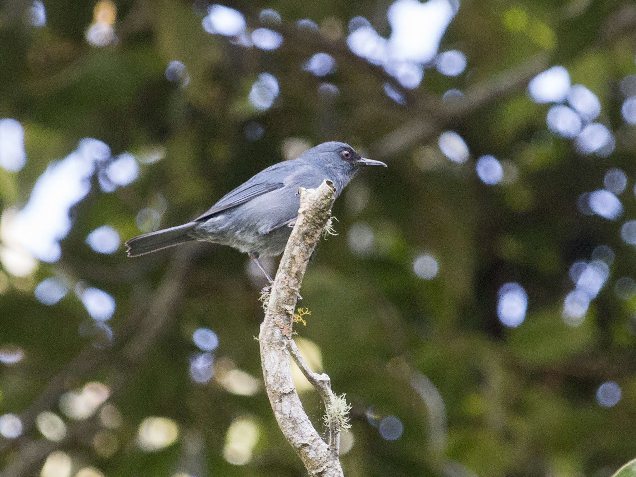 Image of Bluish Flower-piercer