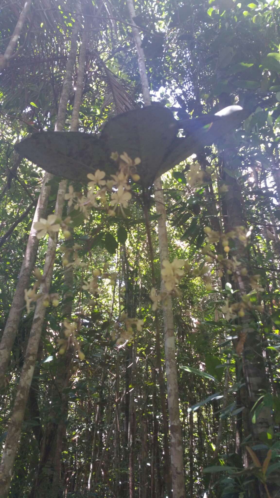 Sivun Clerodendrum bosseri Capuron kuva