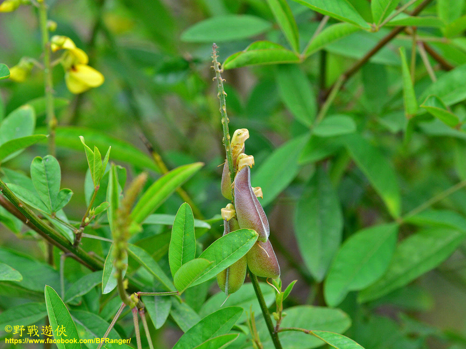 Image of West Indian rattlebox