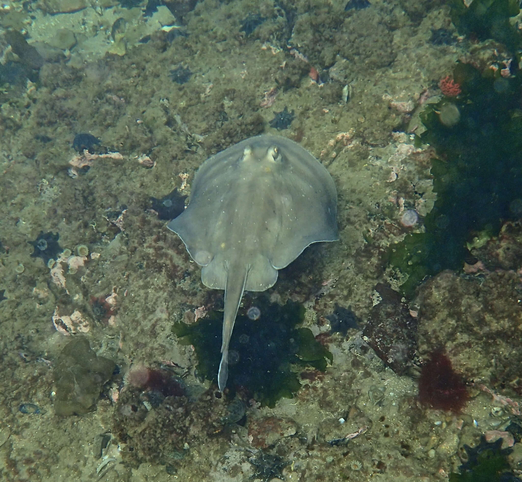 Image of Dixons Stingaree