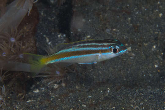 Image of Blue-stripe spinecheek