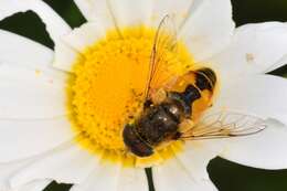 Image of Syrphid fly