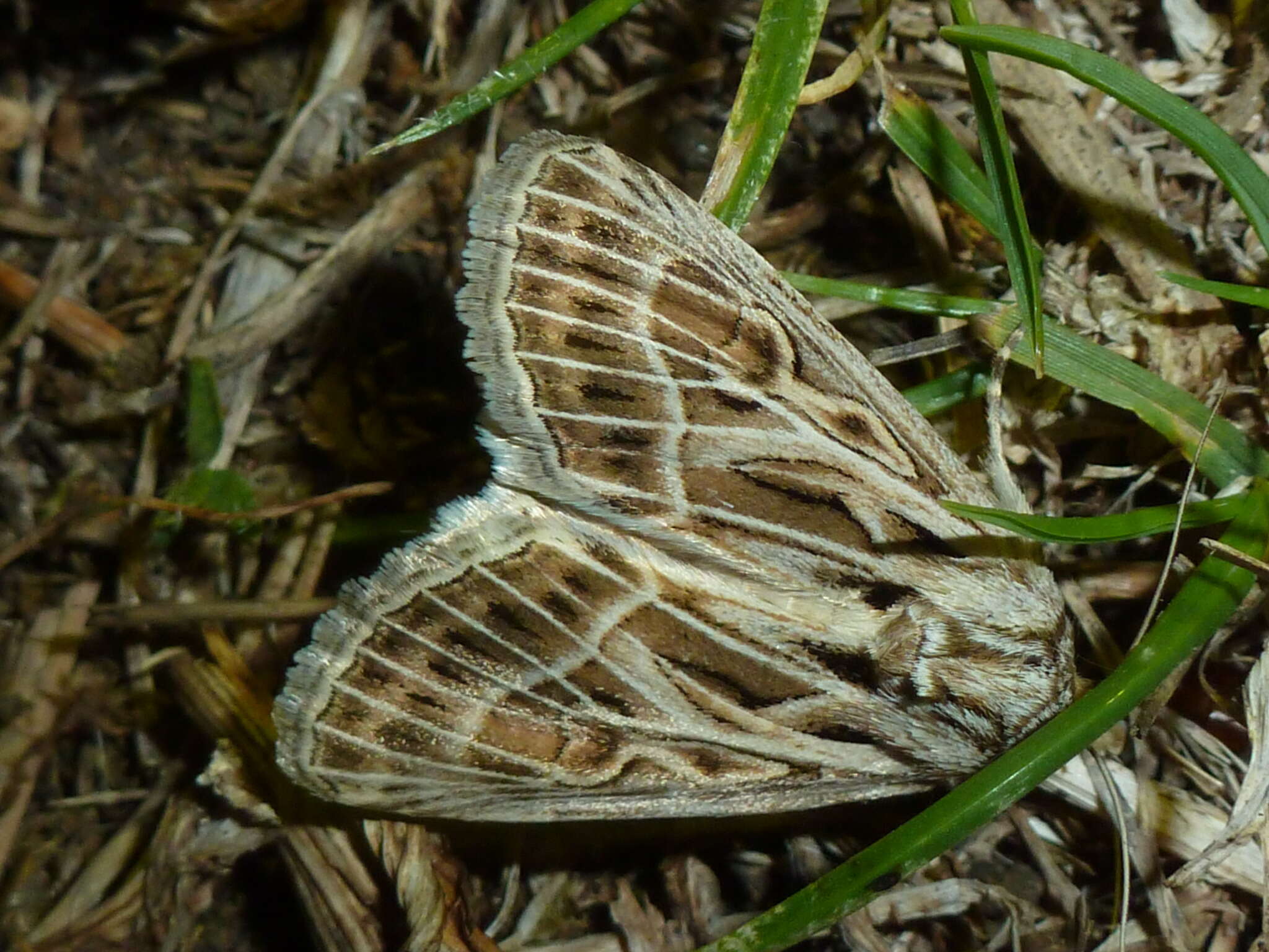 Image of Thalpophila vitalba Freyer 1834