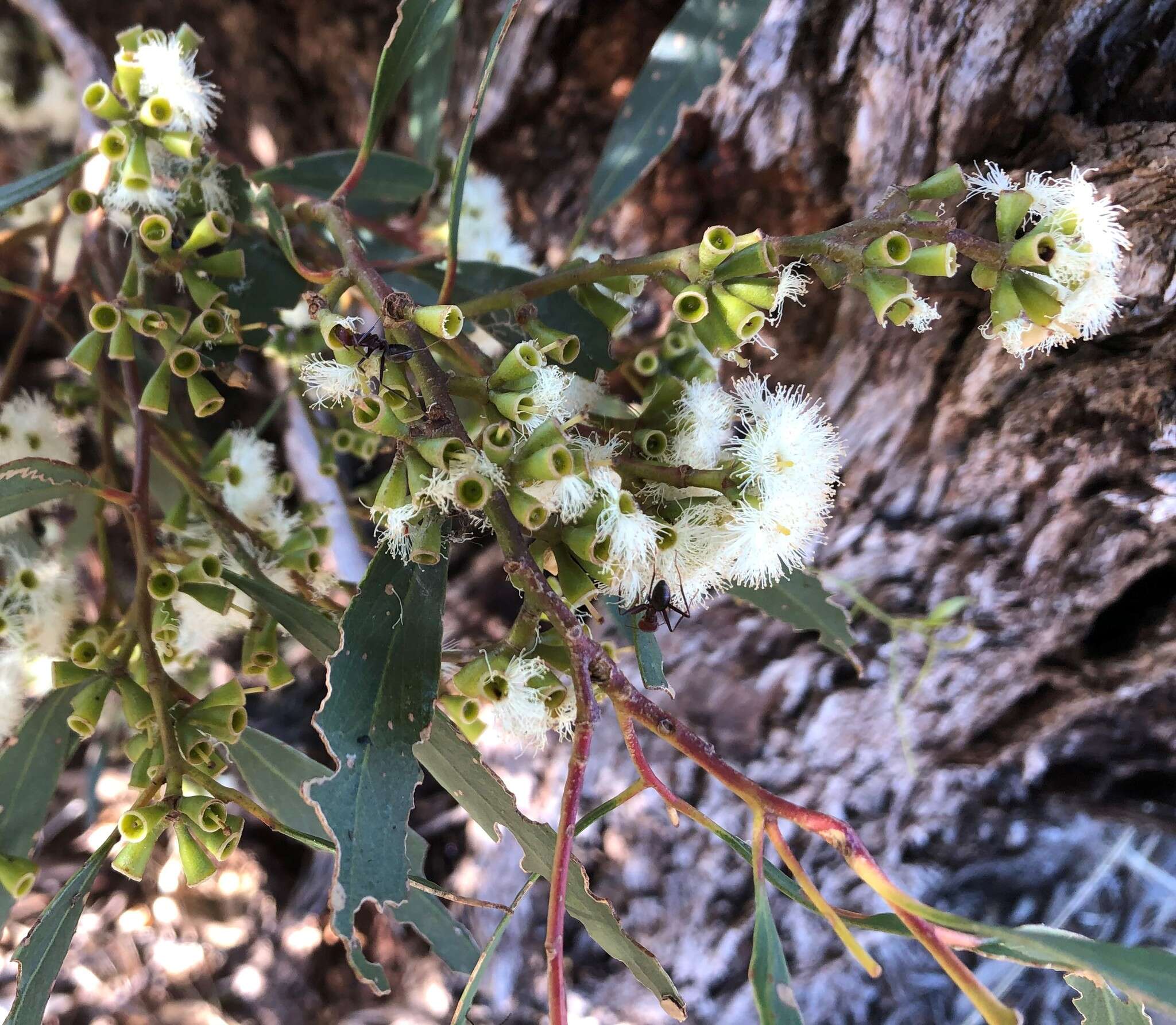 Image of Eucalyptus odorata Behr