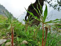 Imagem de Arisaema erubescens (Wall.) Schott