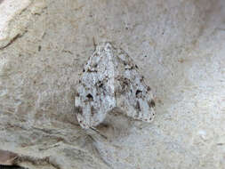 Image of Little White Lichen Moth