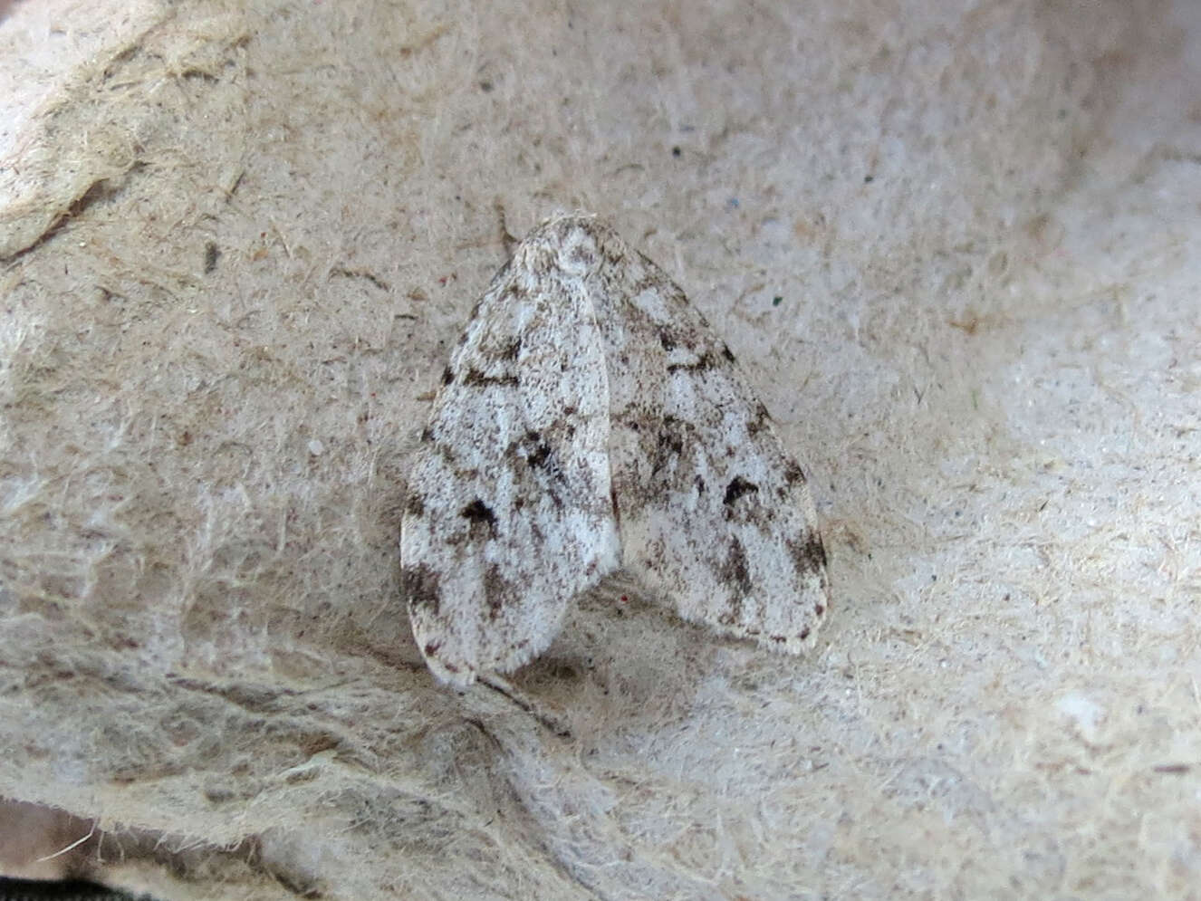 Image of Little White Lichen Moth