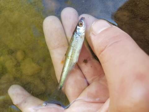 Image of Blueside Shiner