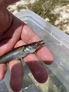 Image of Top minnow