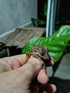 Image of Boulenger's Snouted Treefrog