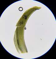 Image of Streblotrichum convolutum (Hedw.) P. Beauv.