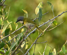 Image of Rudd's Apalis