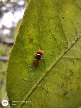 Plancia ëd Microchrysa bicolor (Wiedemann 1830)