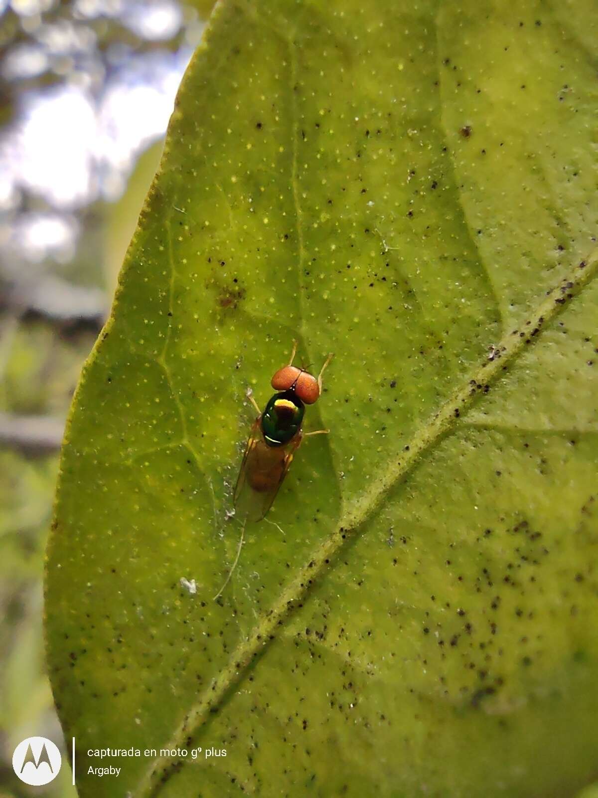 Image of Microchrysa bicolor (Wiedemann 1830)