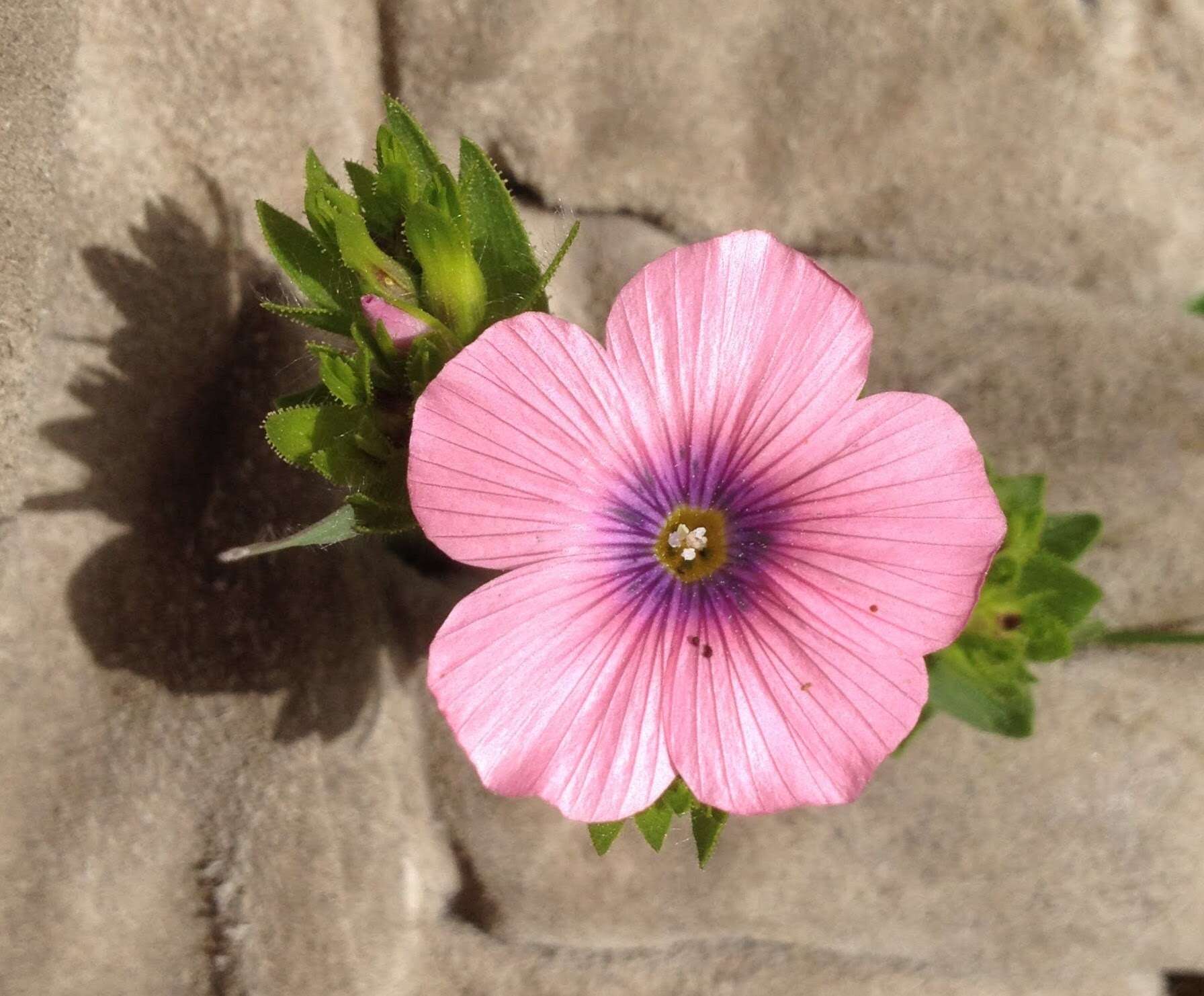 Image of Linum pubescens Banks & Solander