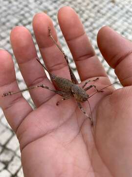 Image of Thyreonotus bidens (Bolívar & I. 1887)