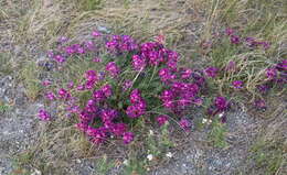 Image de Oxytropis prostrata (Pall.) DC.