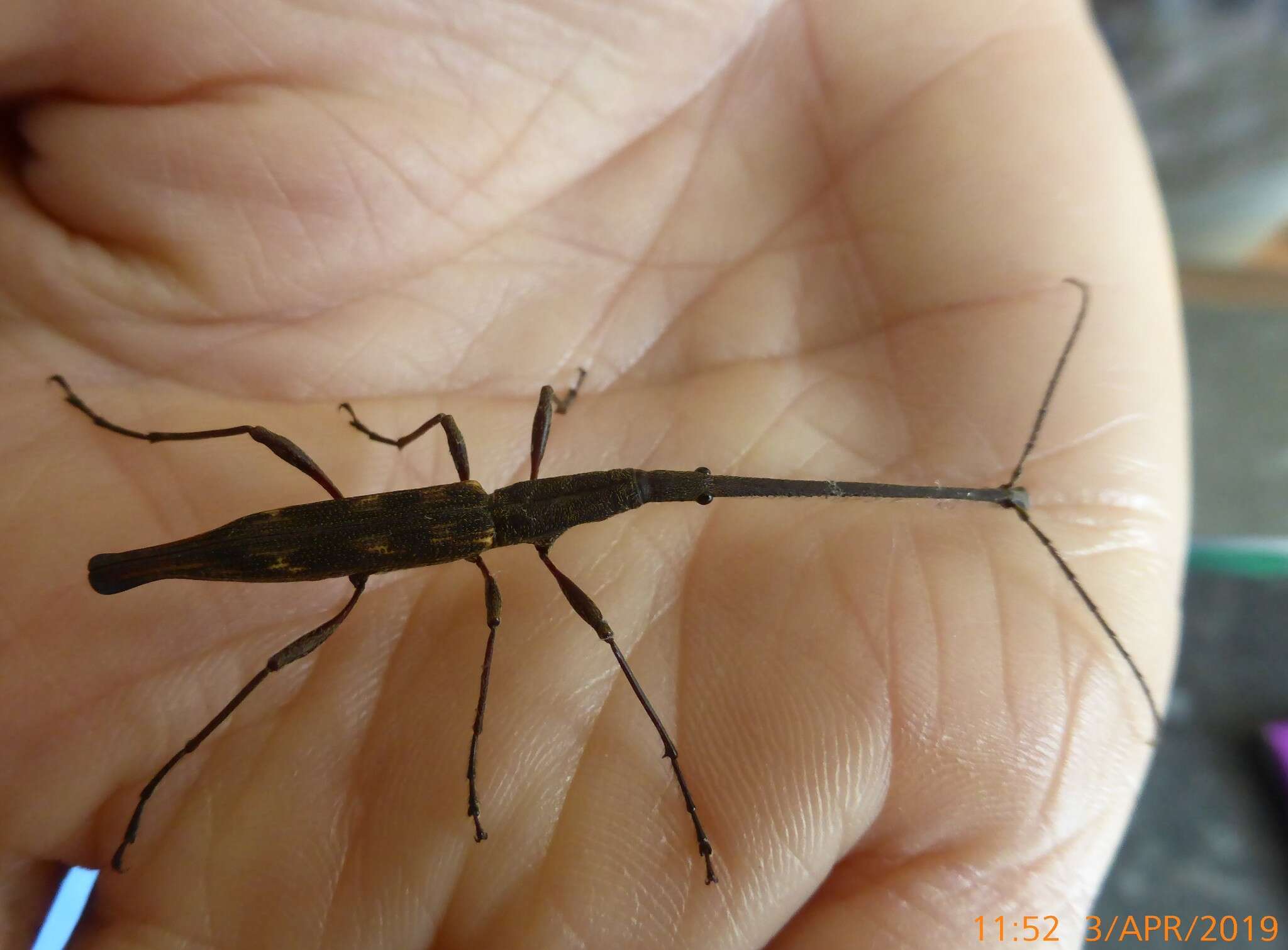 Image of Giraffe weevil