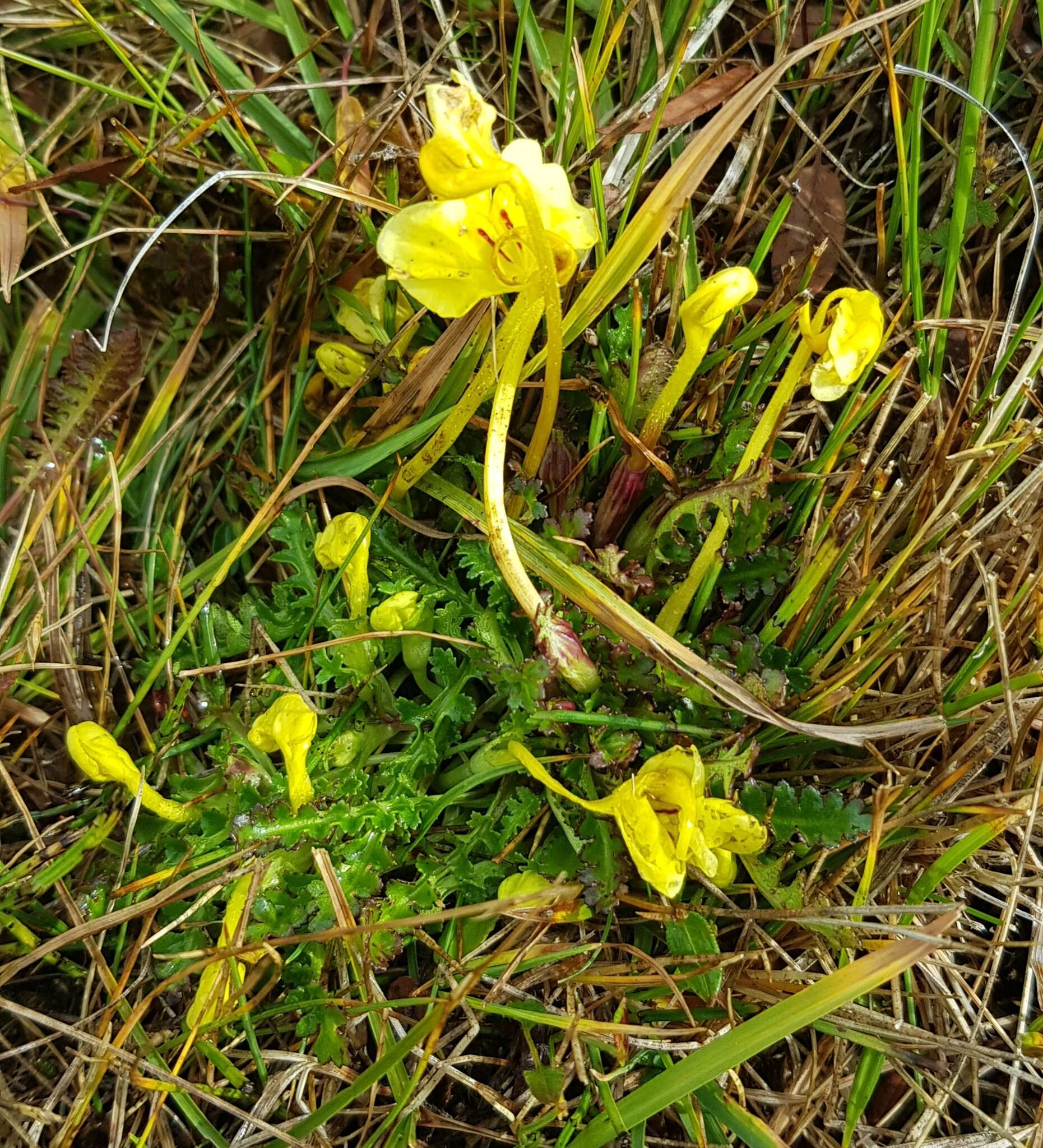 Imagem de Pedicularis longiflora Rudolph