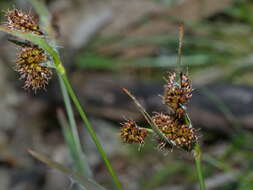 Image de Luzula meridionalis Nordenskiold