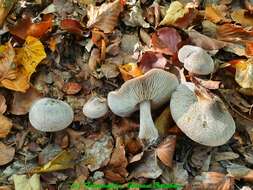 Plancia ëd Tricholoma sciodes (Pers.) C. Martín 1919