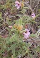 Image of Thomasia petalocalyx F. Müll.