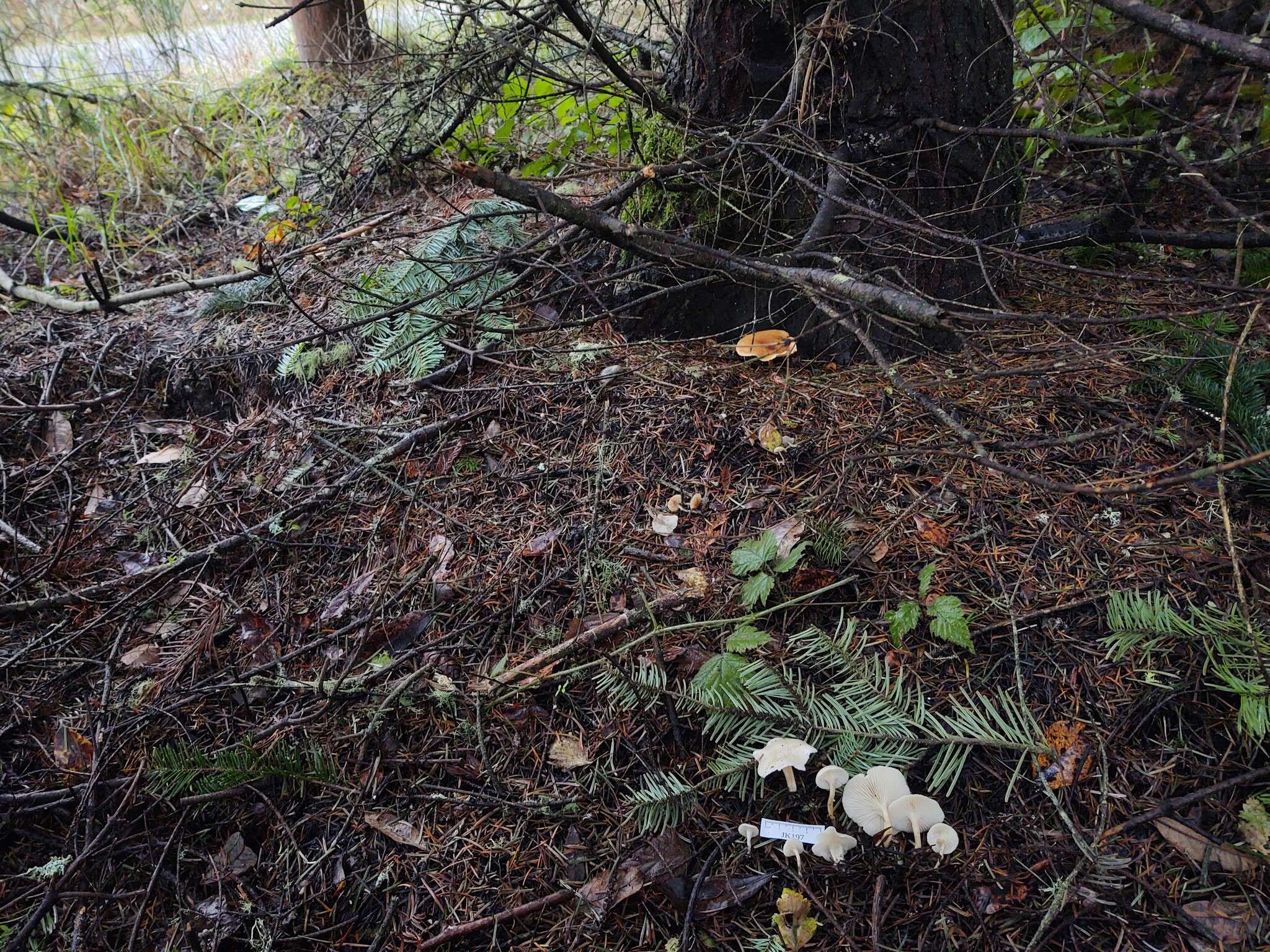 Plancia ëd Leucocybe candicans (Pers.) Vizzini, P. Alvarado, G. Moreno & Consiglio 2015