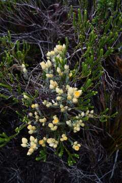 Image of Achyranthemum mucronatum