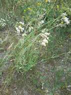 Image of Bladder Campion