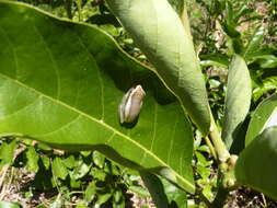 Image of Andranolava Reed Frog