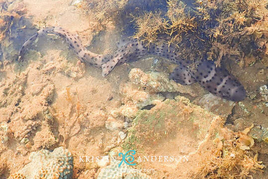 Image of Australian Marbled Catshark