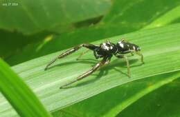 Image of Mendoza pulchra (Prószyński 1981)