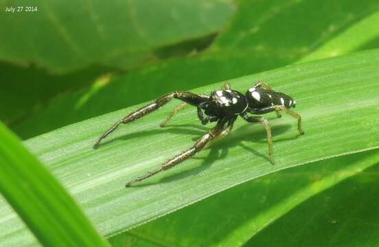 Image of Mendoza pulchra (Prószyński 1981)