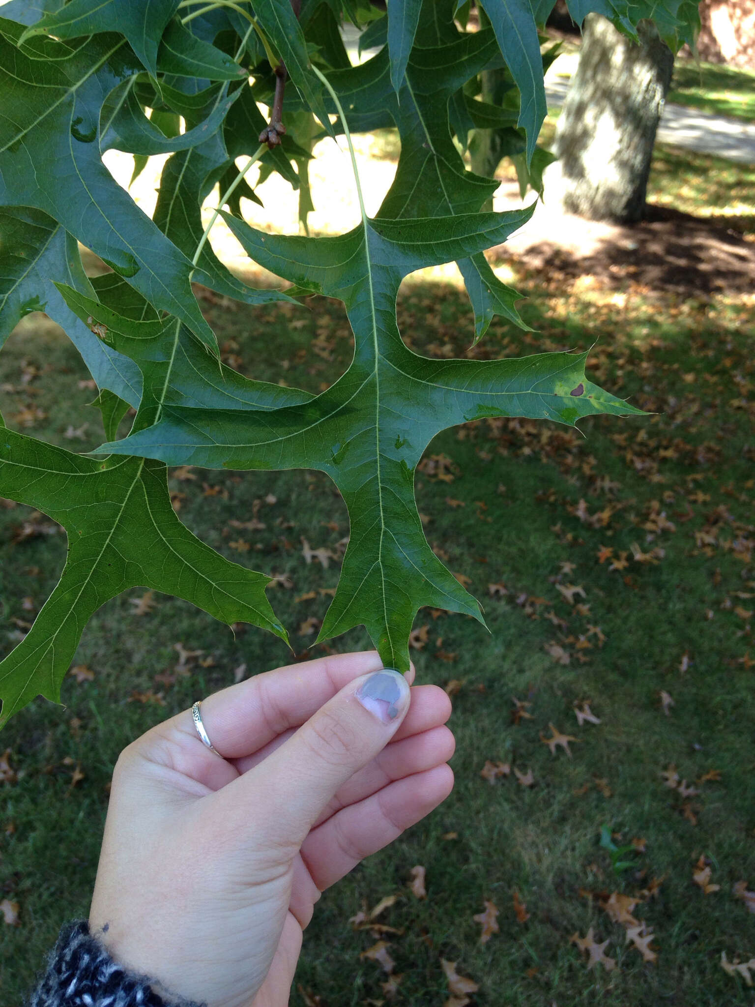 Image of Pin Oak