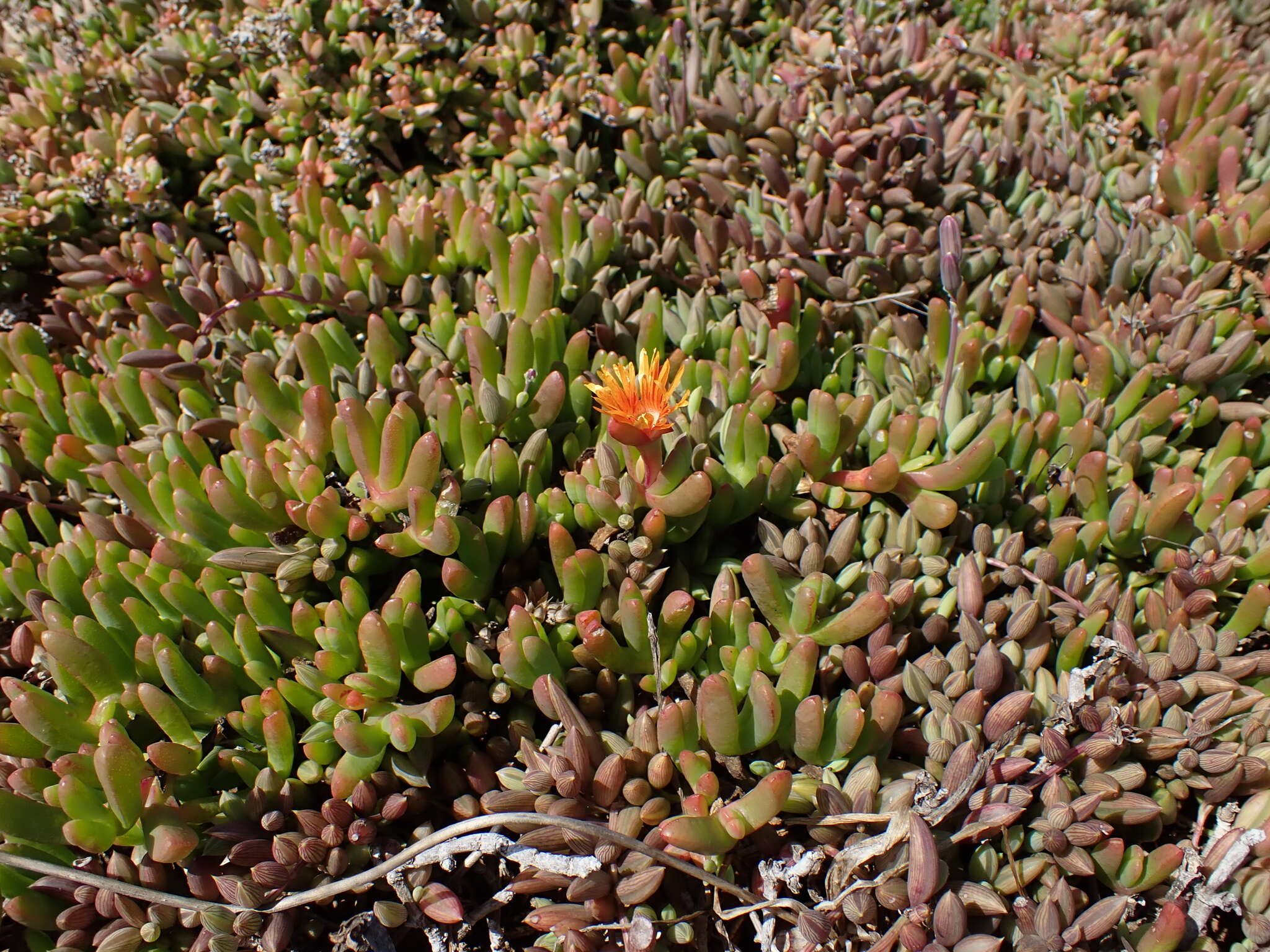 Image of Malephora uitenhagensis (L. Bol.) Jacobsen & Schwant.