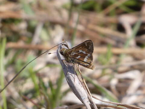 Слика од Hesperia metea Scudder 1863