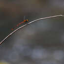 Image of Heteragrion calendulum Williamson 1919