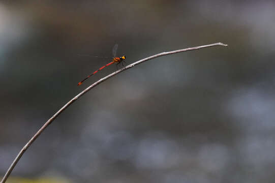 Image of Heteragrion calendulum Williamson 1919