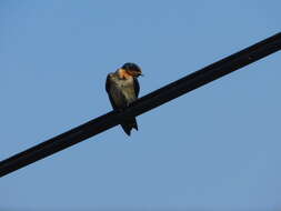 Image of Hirundo tahitica javanica Sparrman 1789