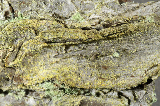 Image de Chrysothrix Mont.