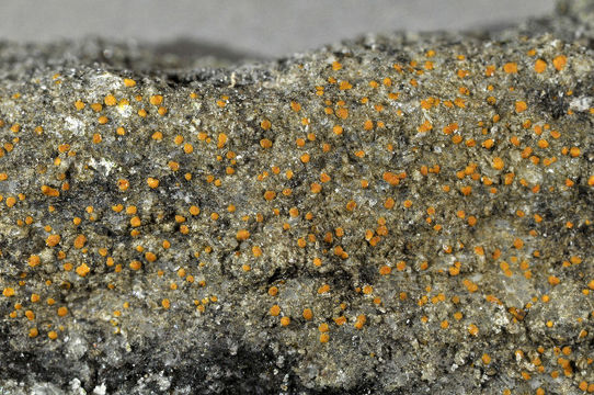 Image of protoblastenia lichen