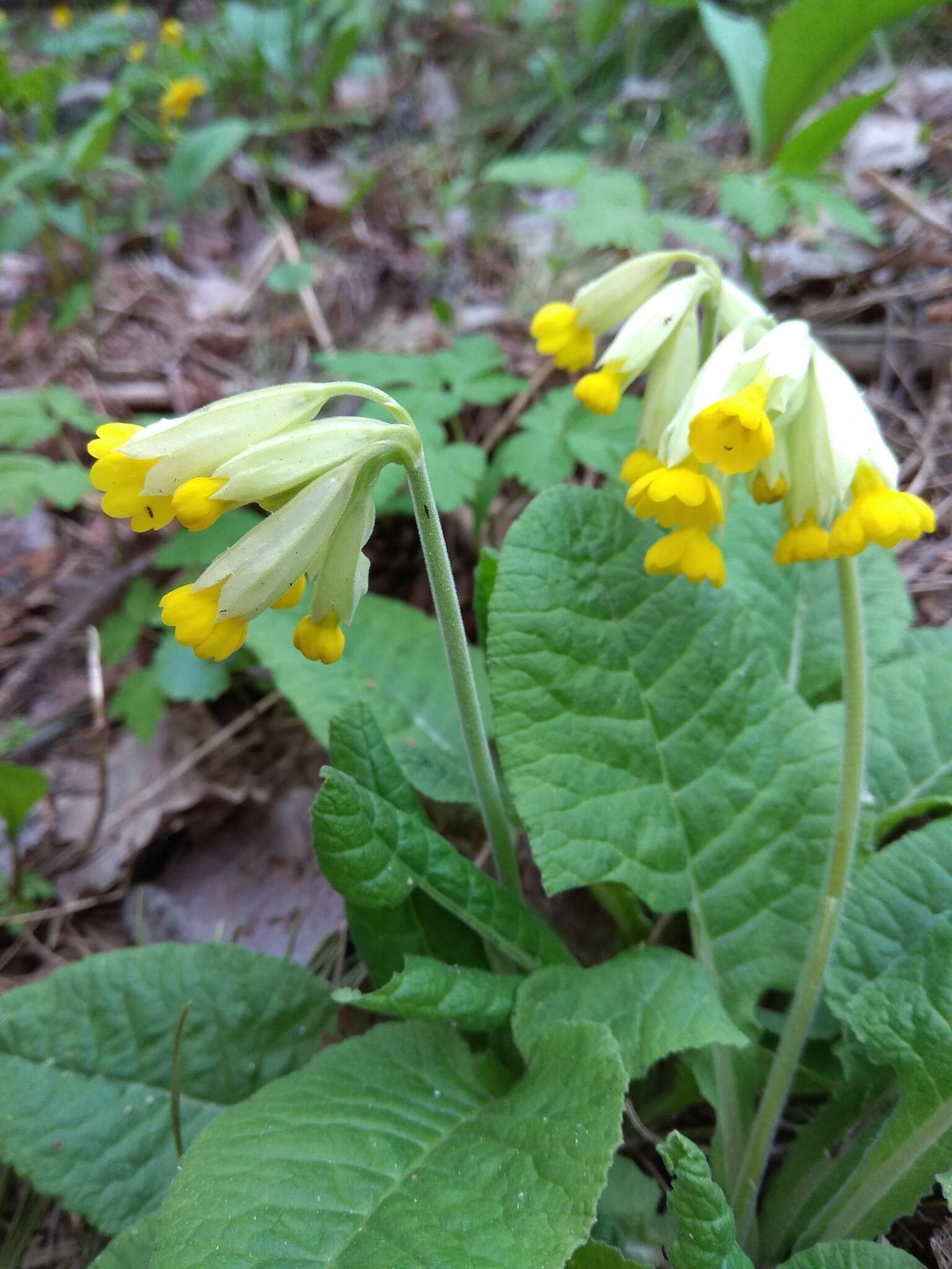 Image of Primula veris subsp. macrocalyx (Bunge) Lüdi