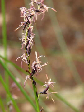 Image of Schoenus melanostachys R. Br.