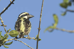 Tricholaema leucomelas affinis (Shelley 1880) resmi