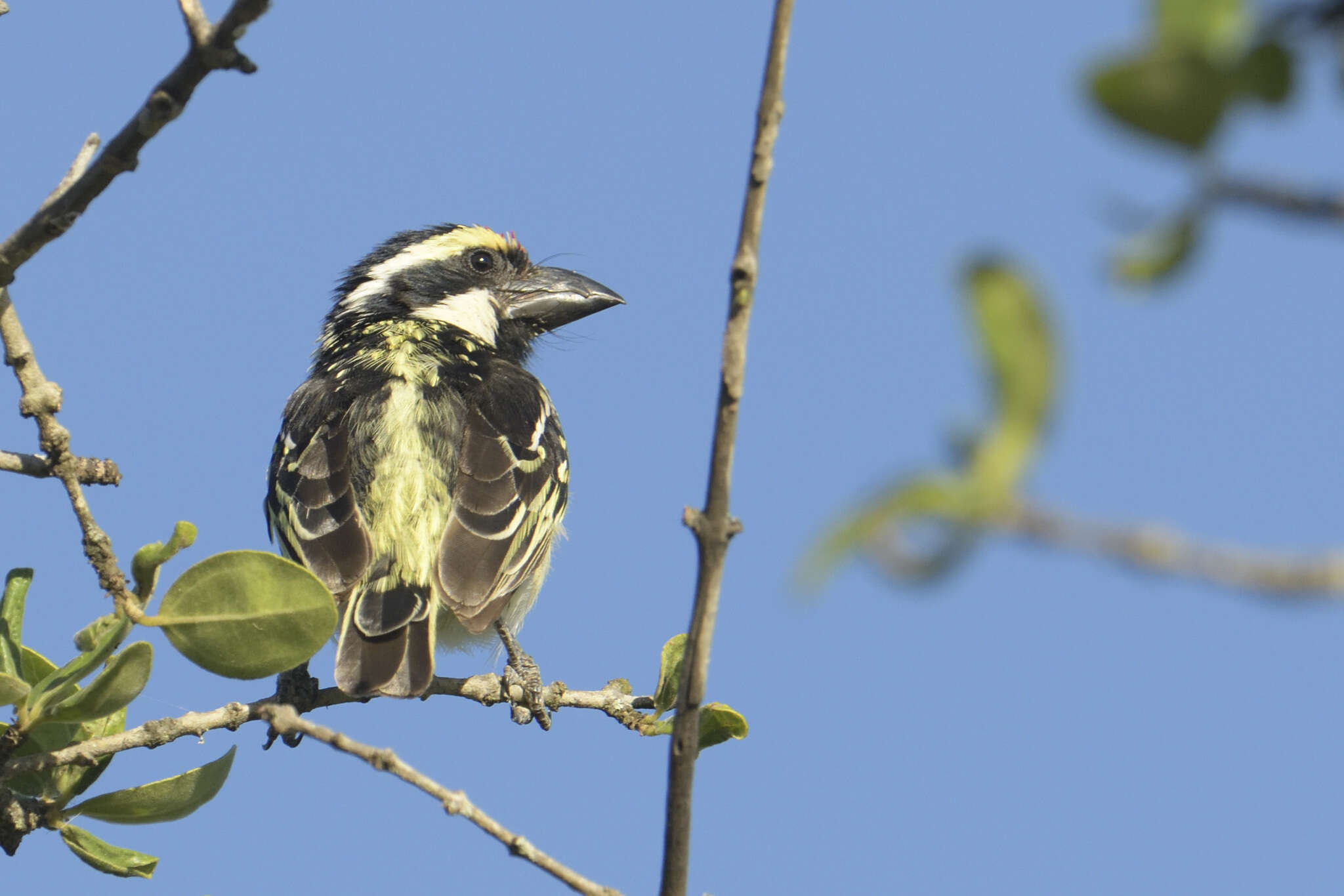 Tricholaema leucomelas affinis (Shelley 1880) resmi