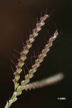 Plancia ëd Chloris humbertiana A. Camus