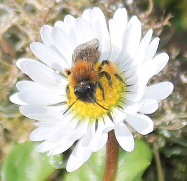 Image of Andrena bicolor Fabricius 1775